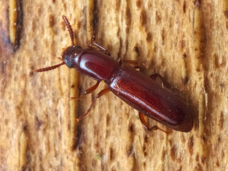 Corticeus unicolor Piller & Mitterpacher, 1783
